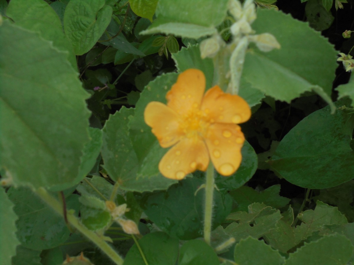 Abutilon pannosum (G.Forst.) Schltdl.